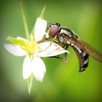 /album/payminsworksurp1988/photolia-a02-jpg/