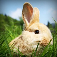 /album/payminsworksurp1988/photolia-a03-jpg/